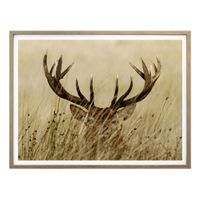 Poster Wachsamer Hirsch 30x24cm (neu, UVP 14.90 Fr.)