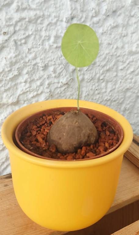Pflanzen & Samen: Caudex Pflanze // Stephania erecta – Neu und originalverpackt aus Ebnat-Kappel von Zearara 1