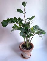 Zamioculcas*****