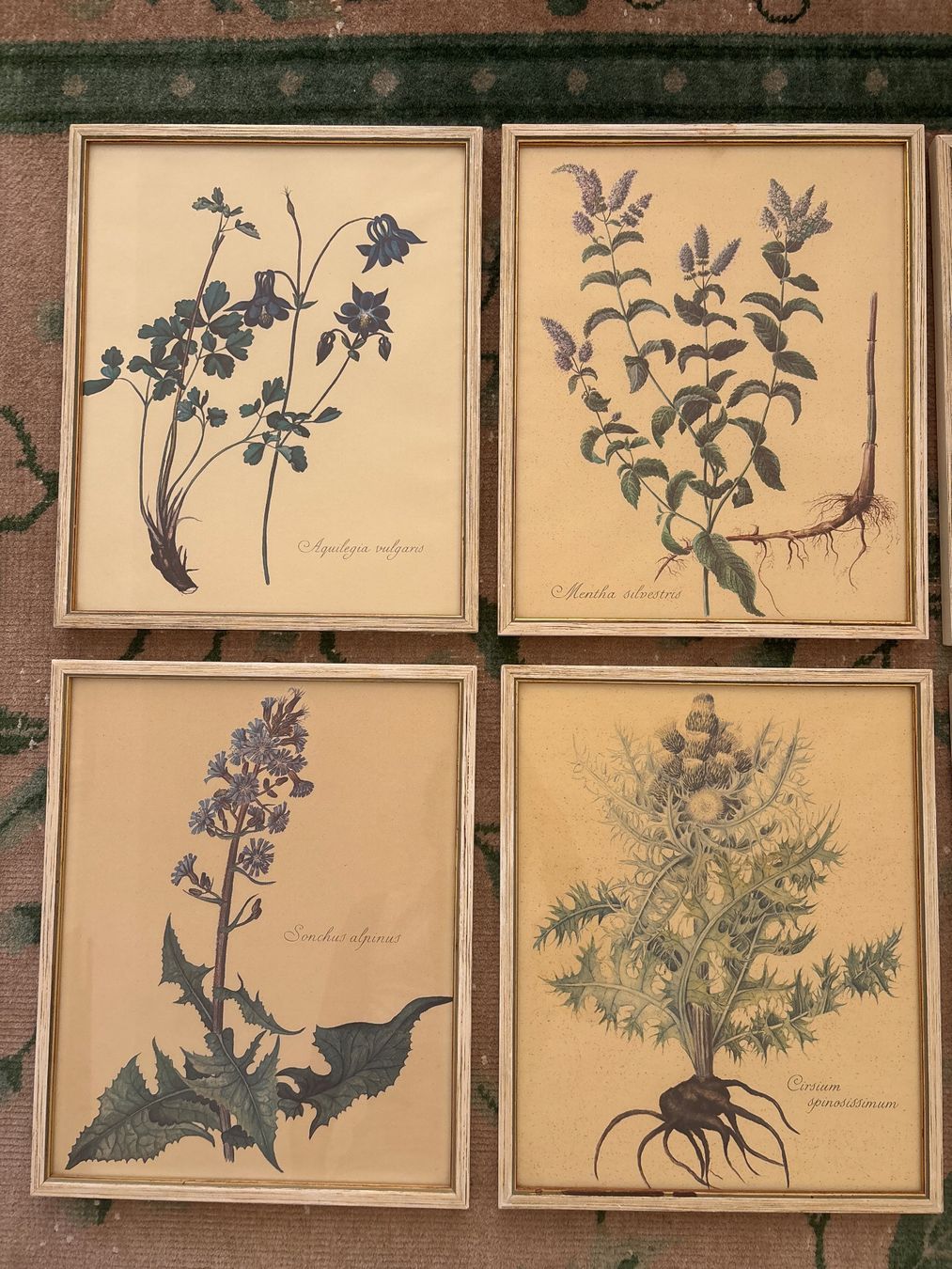 Cornici: Botanical Collection Bilderrahmen – Usato da Zürich venduto da JalapenoChili 1
