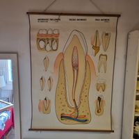 Anatomietafel Zahn Lehrtafel Vintage Schule Zahnarzt Praxis