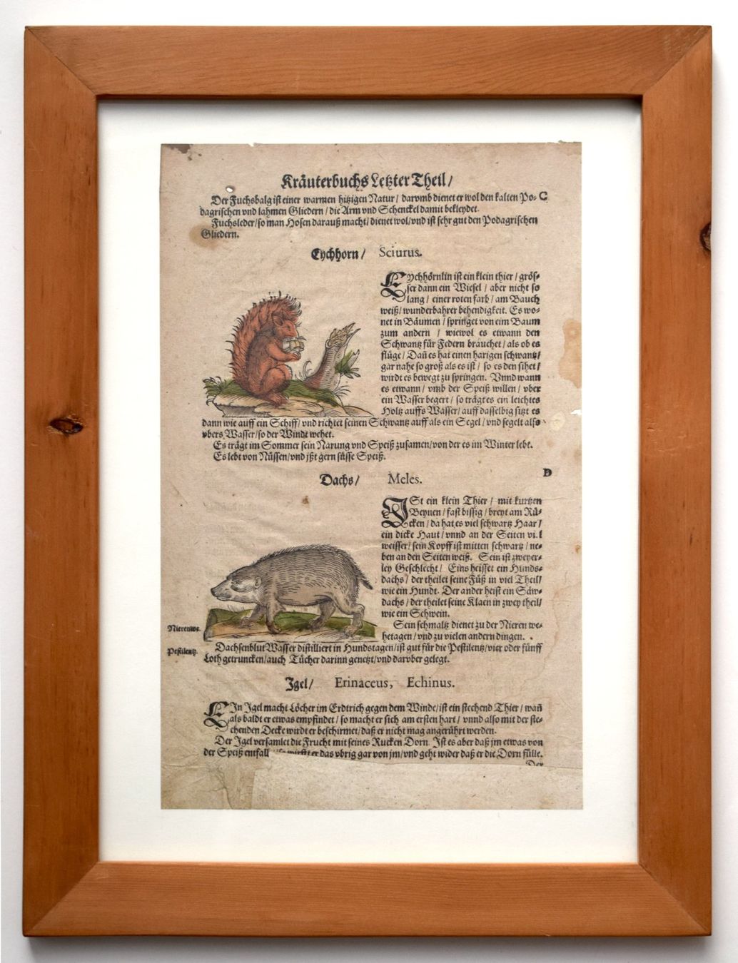 Xilografie: RAR LONITZER Kräuterbuch antik Dachs Eichhörnchen – Usato da Zürich venduto da kunstarchiv.online