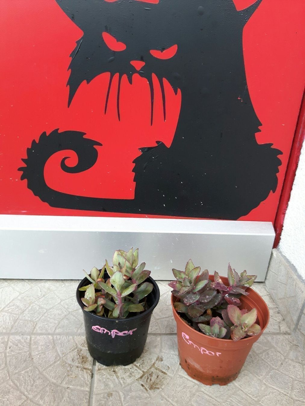 Piante & sementi: Sedum purpel emplorer – Nuovo (secondo la descrizione) da Ibach venduto da chaemilochhobbygarte 1