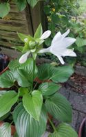 HOSTA PLANTAGINEA - FUNKIE - WEISS