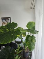Alocasia Macrorrhiza Aure Rhizom