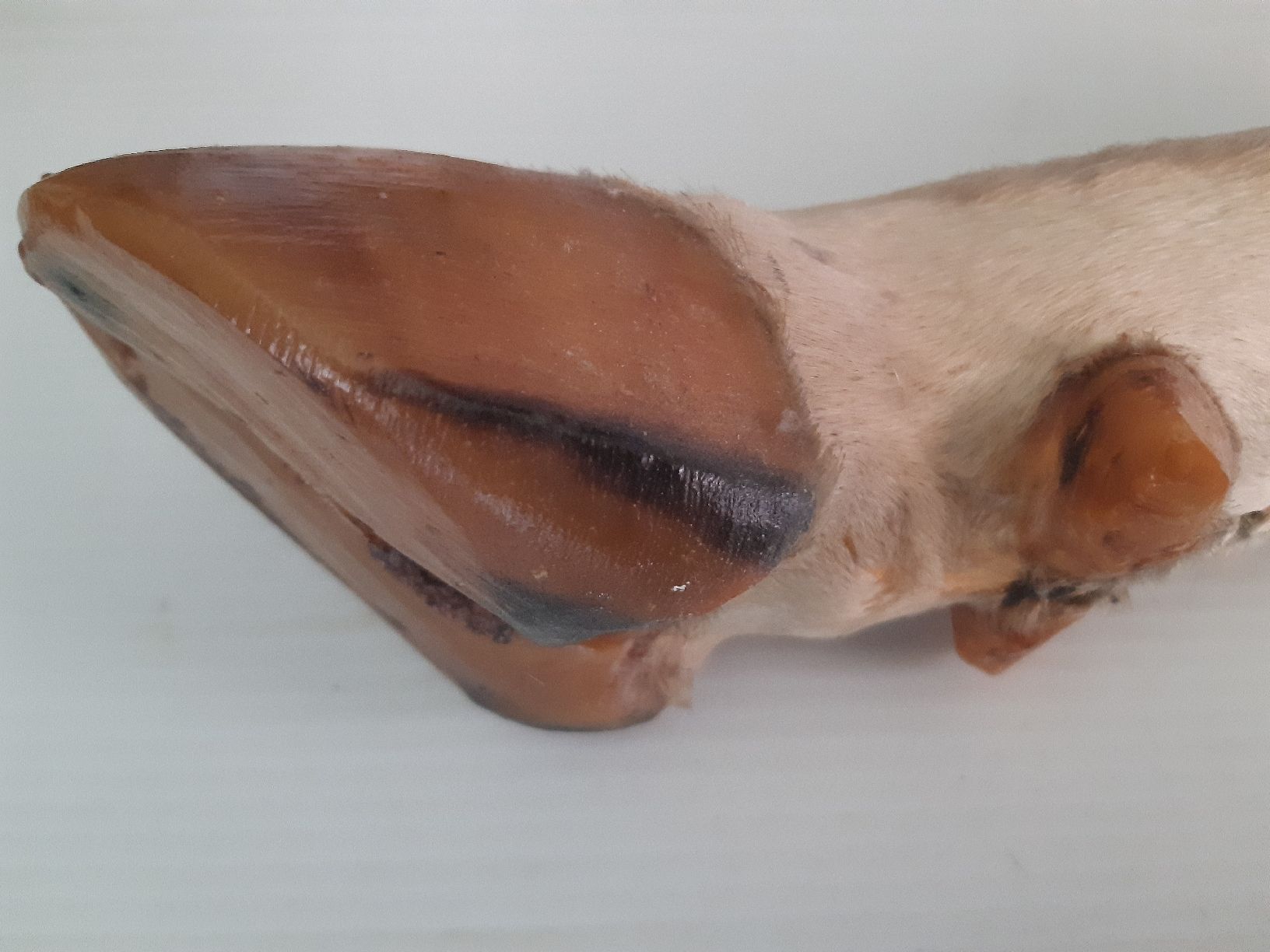 Welt der Tiere: PIED DE VACHE . Taxidermie – Neu (gemäss Beschreibung) aus Genève von dieudedieu 3