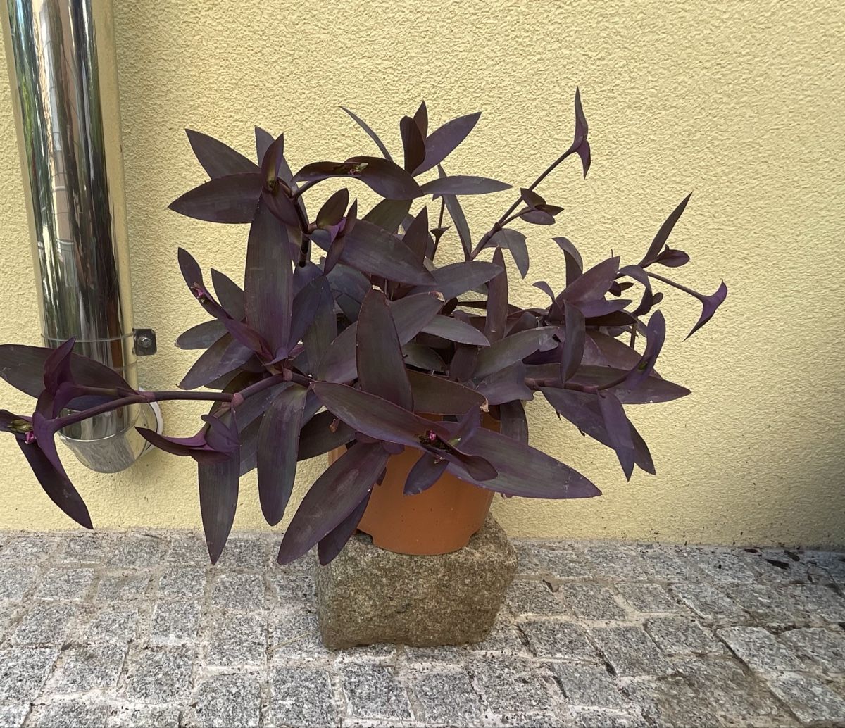 Mexikanische Dreimasterblume ca 54 cm Pflanze mit Topf (Gebraucht) in  Allschwil fr CHF 20  nur Abholung auf Ricardo kaufen