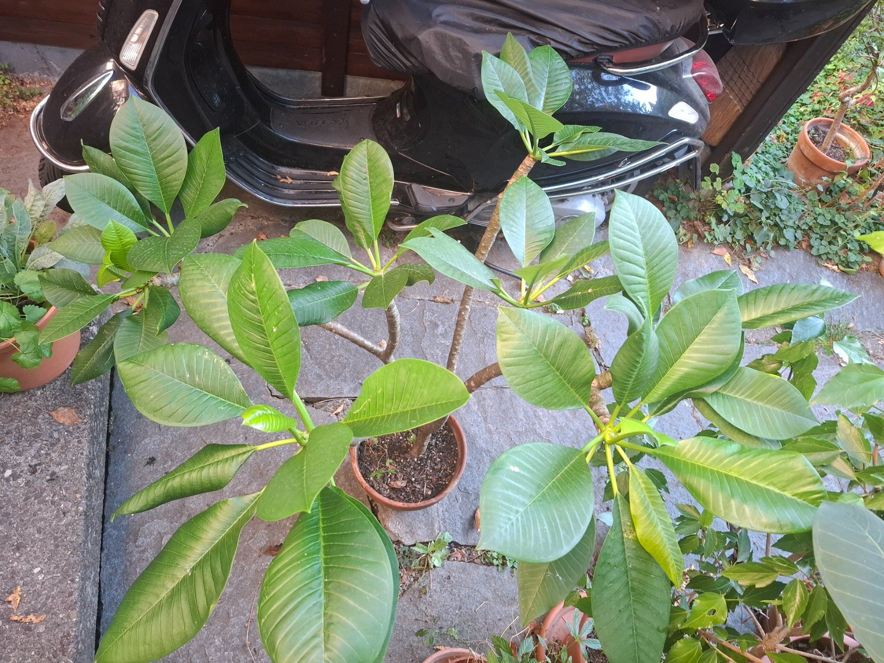 Piante & sementi: Pflanze Plumeria – Usato da Zürich venduto da esap 1