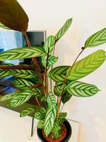 Ctenanthe oppenheimiana Pflanza (Calathea) ( Ohne Topf) 