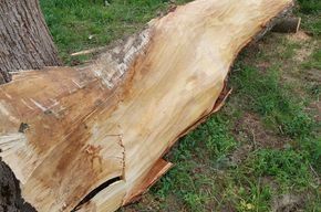 Articoli in legno: Linden Baumstamm – Nuovo (secondo la descrizione) da Neuhaus SG venduto da Manni017 2