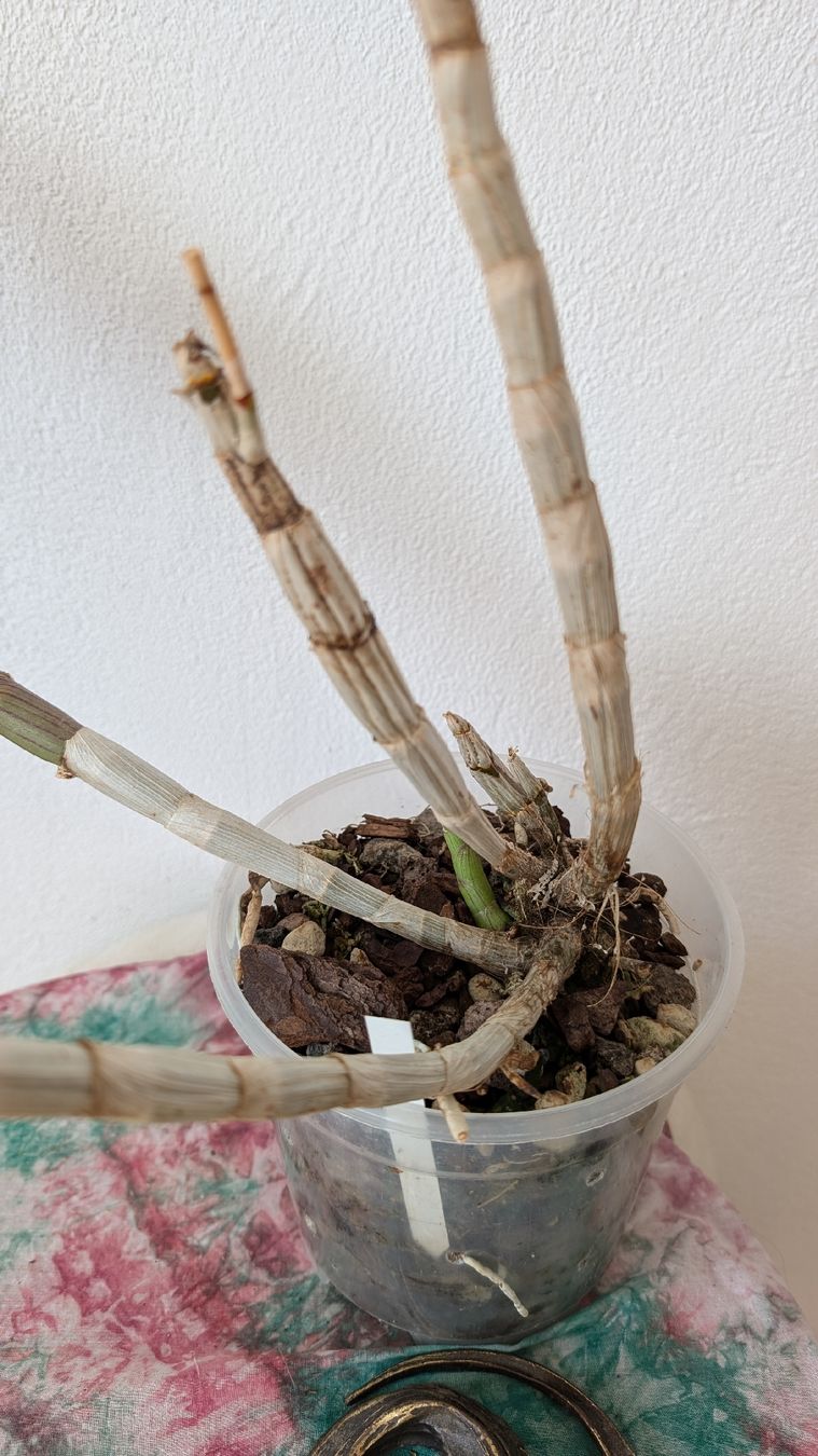 Pflanzen & Samen: Dendrobium 'Biggibum x Phalaenopsis' Orchidee – Gebraucht aus Untervaz von Lyraia 3