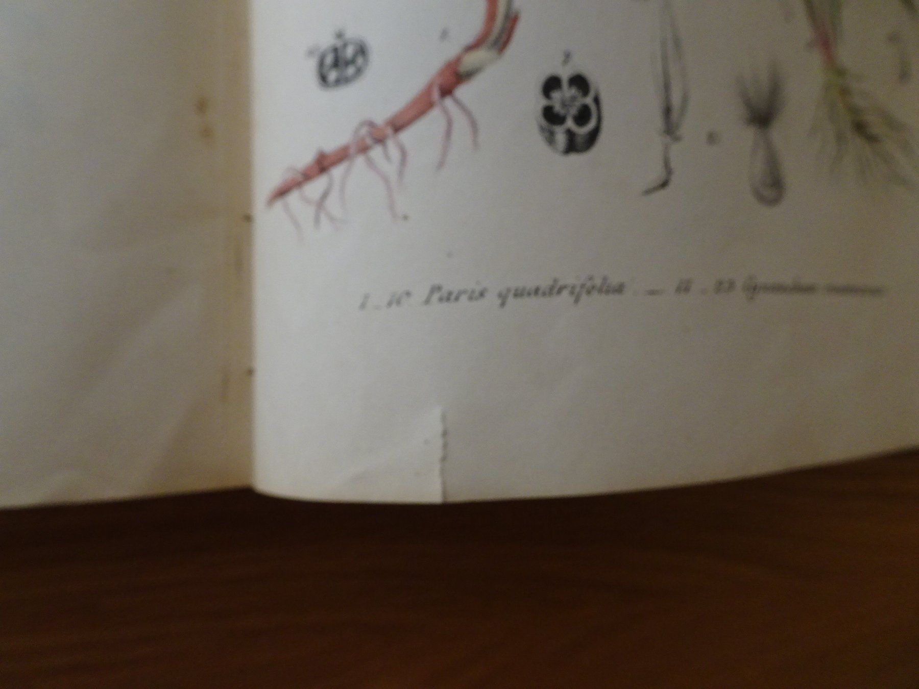 Libri: Giftpflanzenbuch Giftgewächse Berge & Riecke 1855 – Usato da Siebnen venduto da niki61 6