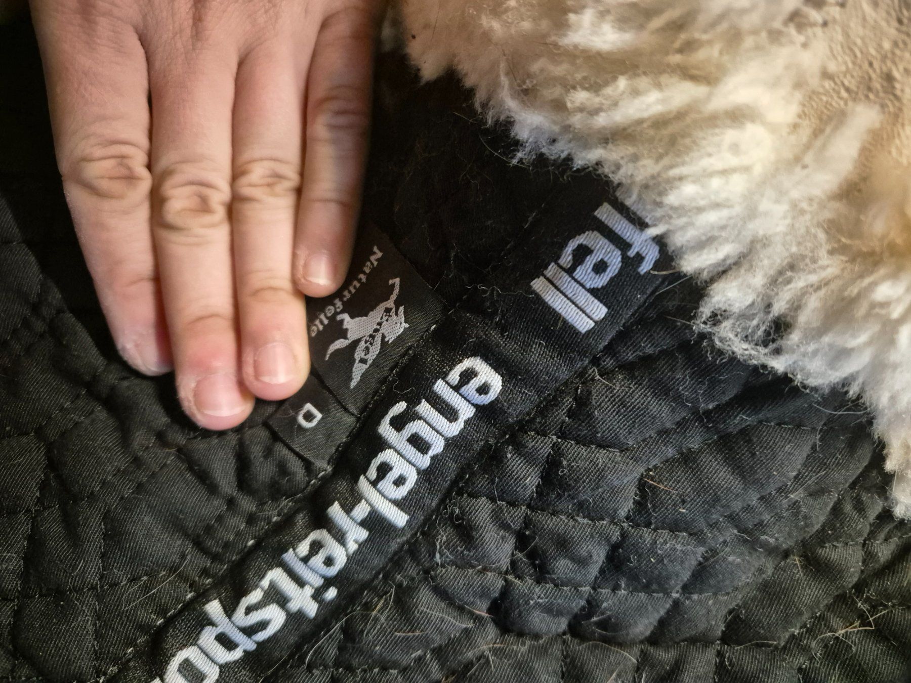 Coperte & Accessori: Engel Lammfell Schabracke / Satteldecke – Usato da Meggen venduto da Orrinka20 5