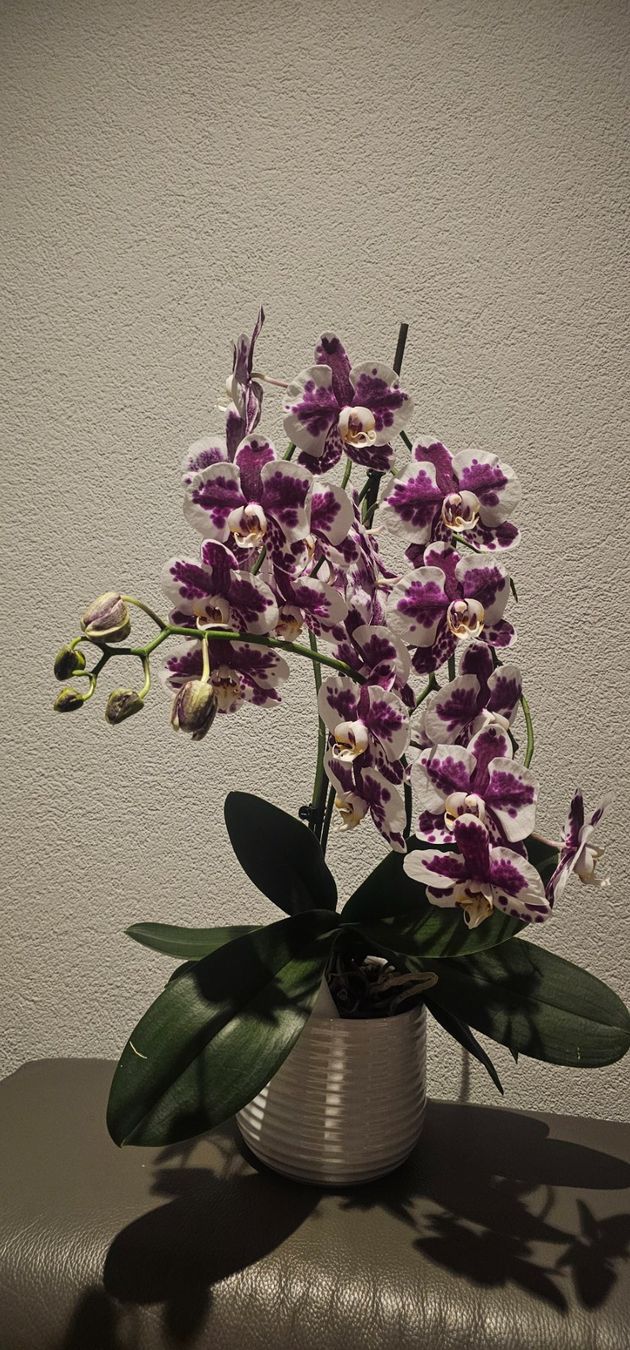 Piante & sementi: Grosse Orchidee Phalaenopsis in Top-Zustand – Usato da Rorschach venduto da Eni_f96b
