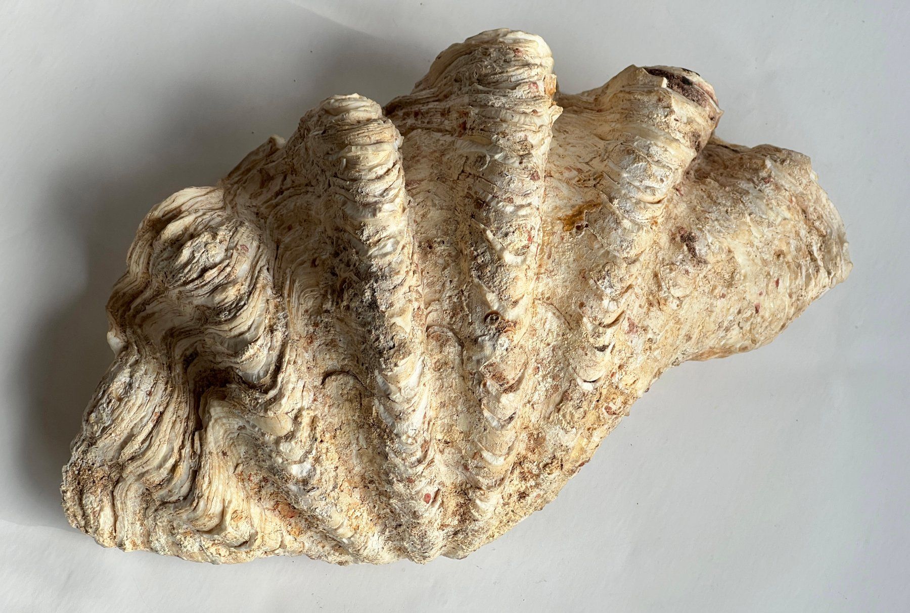 Tutte le decorazioni: Grosse natürliche Muschelschale***** – Usato da Dübendorf venduto da Smisbox 3