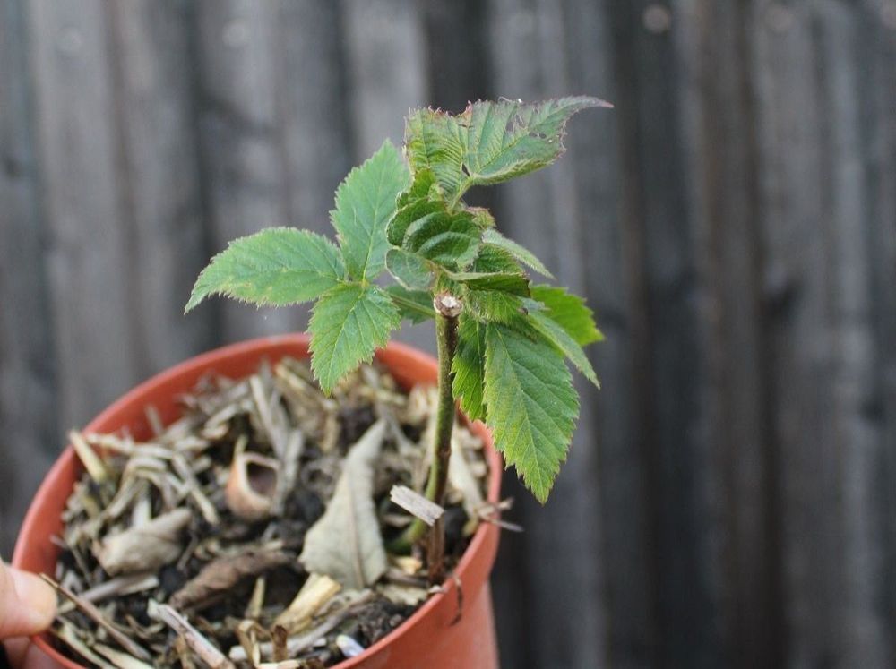 Blühende Brombeere Pflanze Beerenpflanze Dornlos Kaufen auf Ricardo