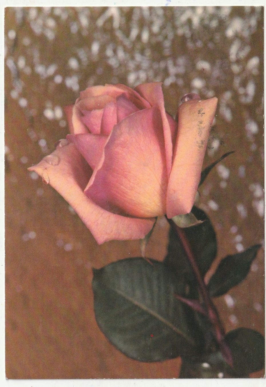 Cartes postales: Blumenkarte – D'occasion à Lumbrein par made02