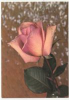 Blumenkarte