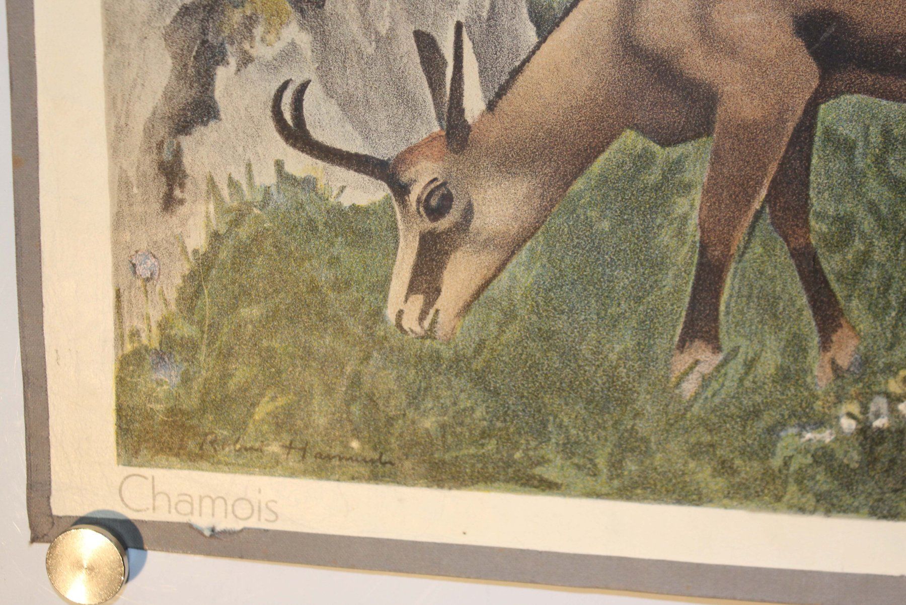 Foto & Immagini: Schulwandbild "Gemsen" Robert Hainard 1946 – Usato da Härkingen venduto da sammelbecken 4