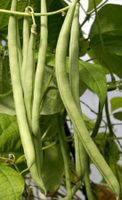 Ab 5.- fr 10 Samen Kletter Bohnen "SUPERGRÜN" - FASEO