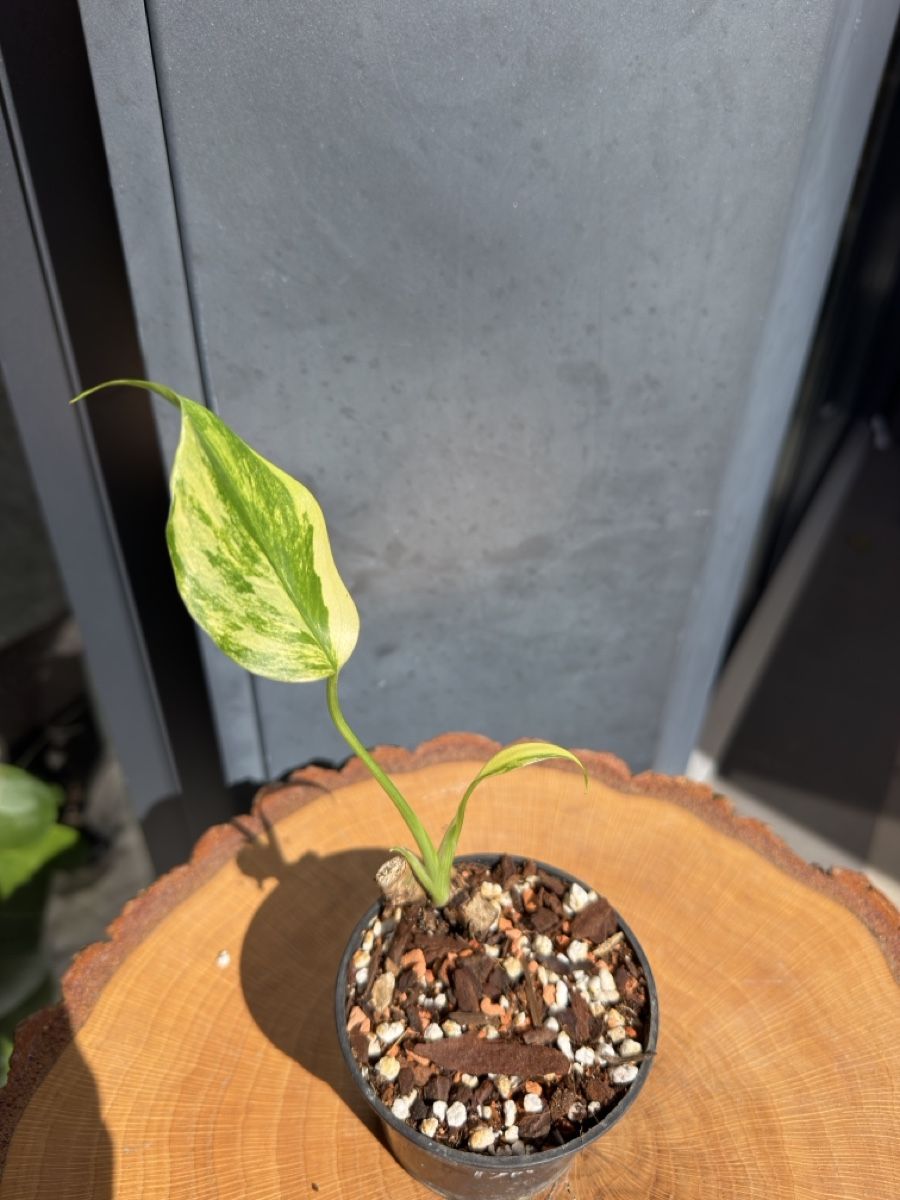 Piante & sementi: Monstera Deliciosa Aurea – Nuovo (secondo la descrizione) da Buchrain venduto da Stetoscop 1