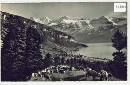 Sigriswil - Kuhherde