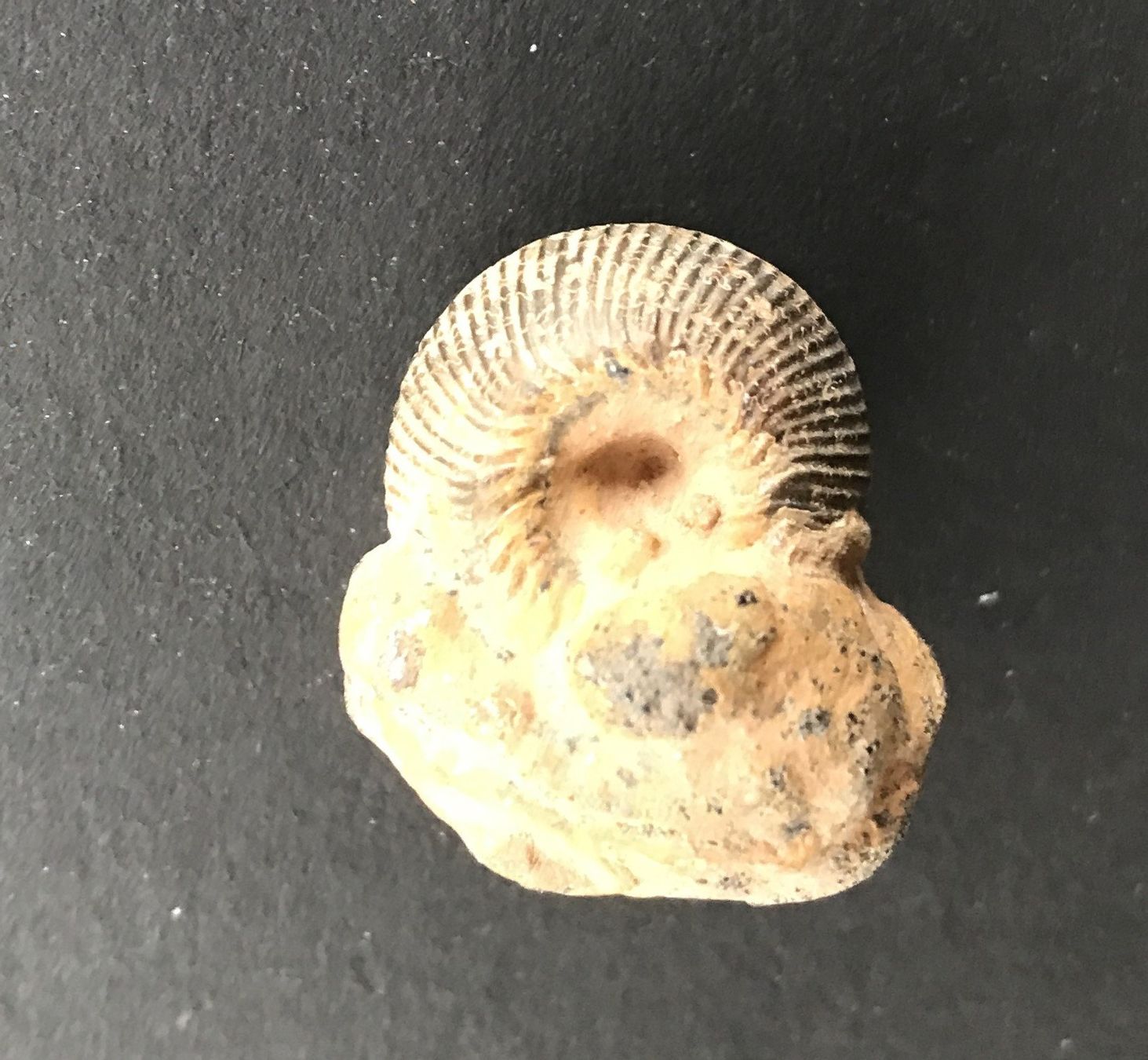 Fossilien: FOSSIL – Gebraucht aus Ostermundigen von Heavenmaus75 1