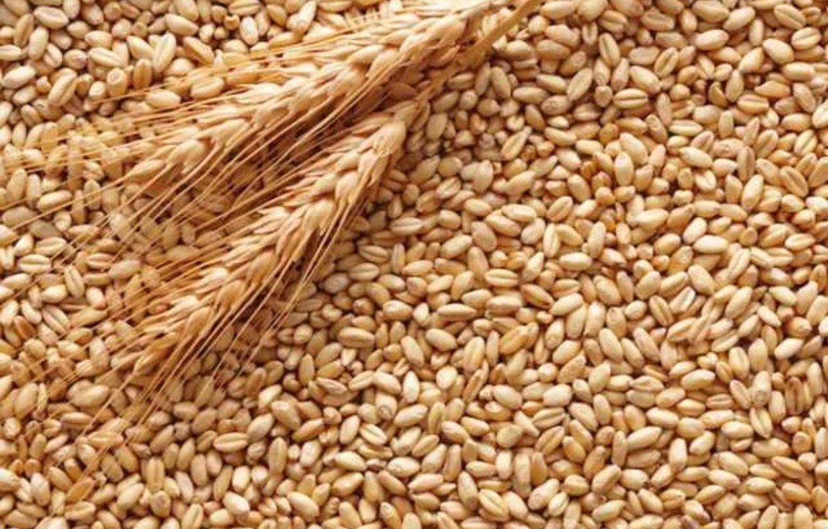 Cibi & Specialità: Bio-Weizen und Bio-Gerste – Usato da Bern venduto da gre_rsw6 1