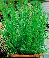 Ab 5.-fr ⚠️RARITÄT 5 Estragon Samen Dragoncello Tarragon