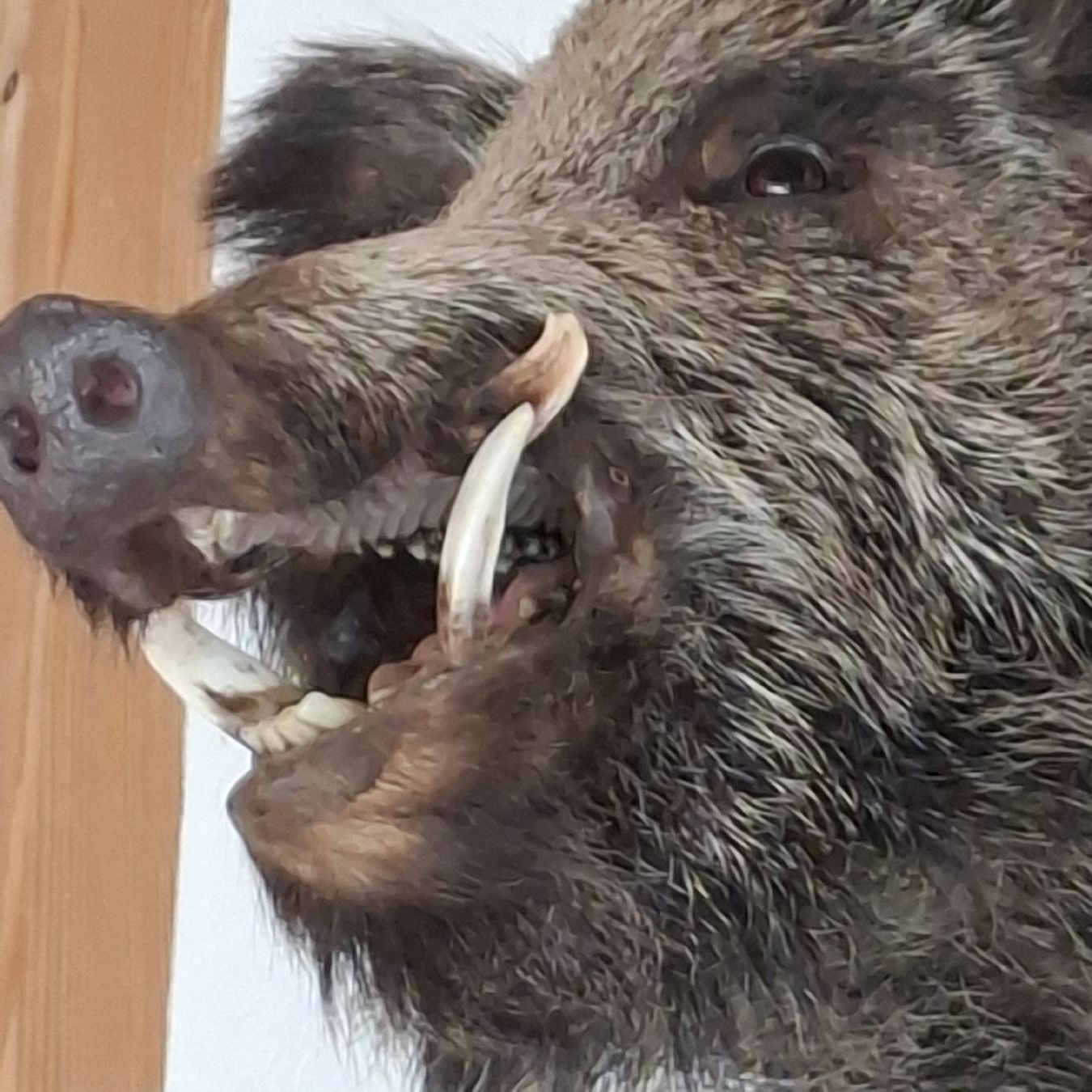 Il mondo degli animali: Widsau Keiler Präparat  – Nuovo (secondo la descrizione) da Hüswil venduto da Tanzfuedle 1