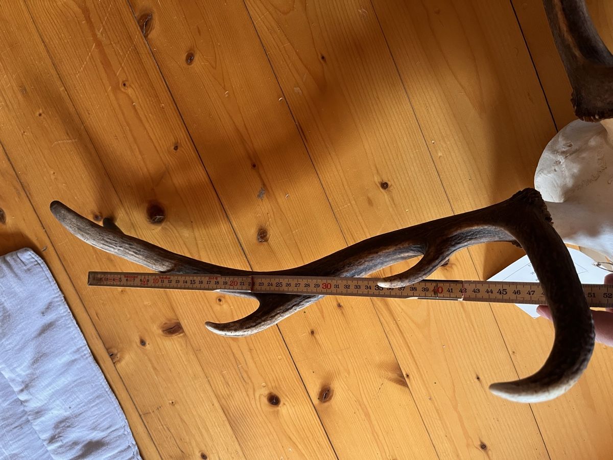Altre raccolte & rarità: Hirschgeweih Wild Jäger Trophäe – Usato da Maienfeld venduto da DivicoHelveticus 1