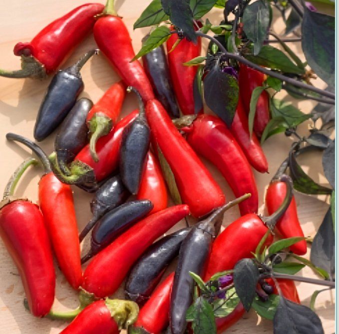 Piante & sementi: Azteco CHILI  / Pflanze mit schwarzem Laub – Nuovo (secondo la descrizione) da Hinteregg venduto da ERFOLG78 3
