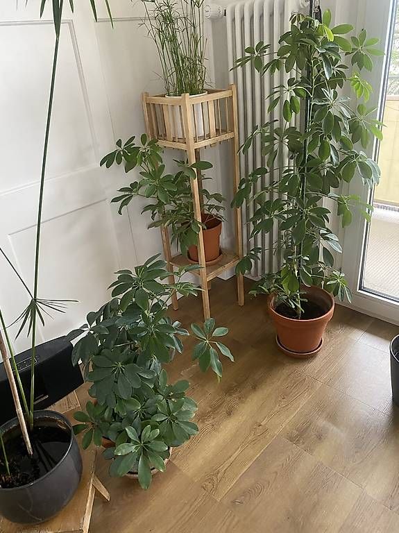 Piante & sementi: Schefflera 1m zimmerpflanze am Bucheggplatz  – Nuovo e nell'imballaggio originale da Zürich venduto da ada_njq9
