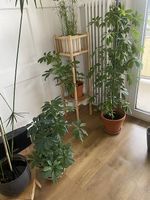 Schefflera 1m zimmerpflanze am Bucheggplatz 