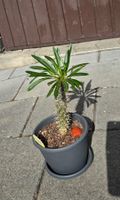 Madagaskar Pachypodium lamerei