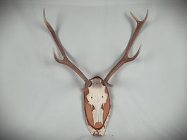 Hirschgeweih Trophäe mit Schädel auf Holz