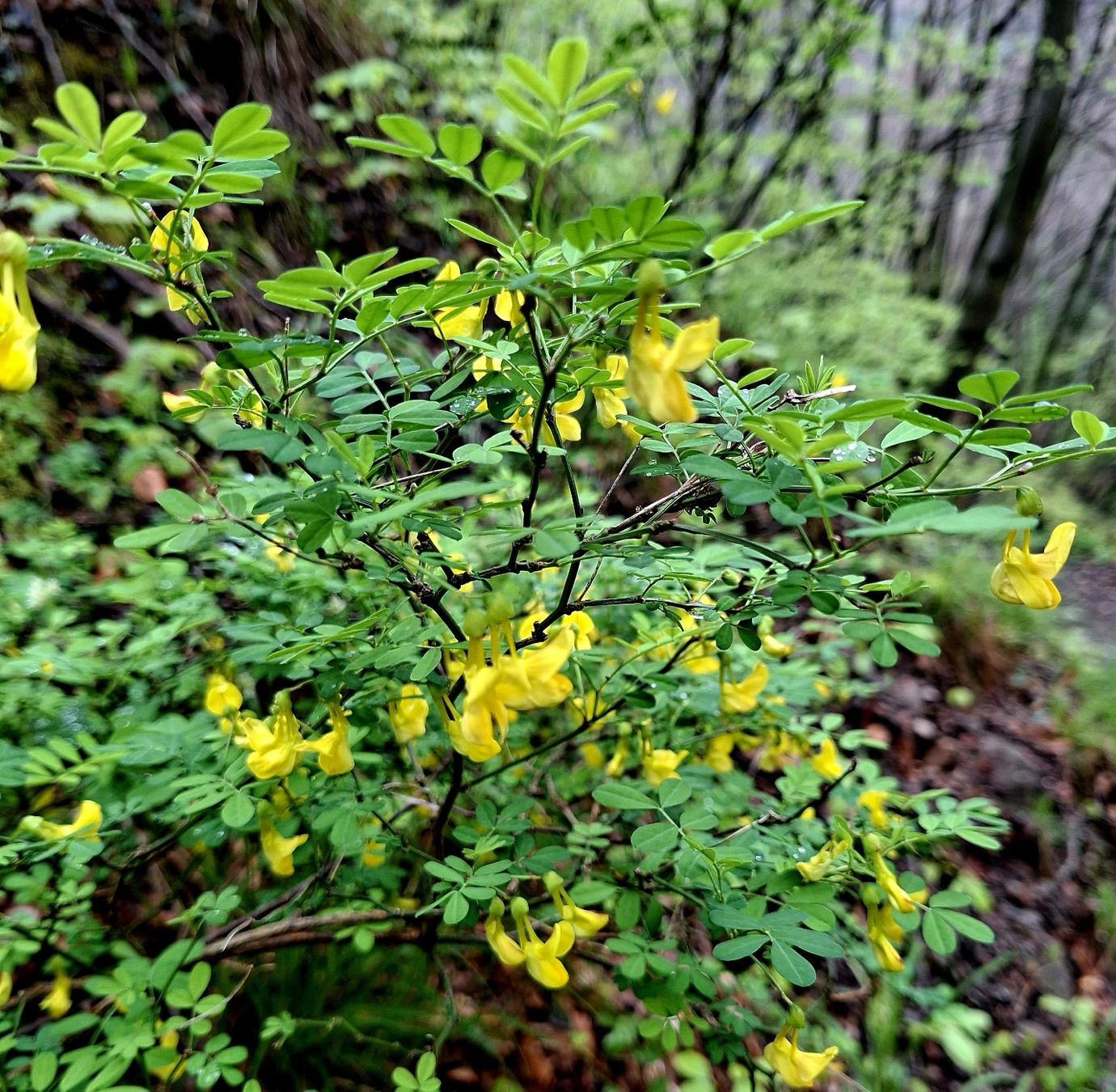 Pflanzen & Samen: Cornetta dondolina 20-30 cm HIPPOCREPIS EMERUS gelb bluhend – Neu und originalverpackt aus Rovio von POSITIFFARTandPLANTS 1