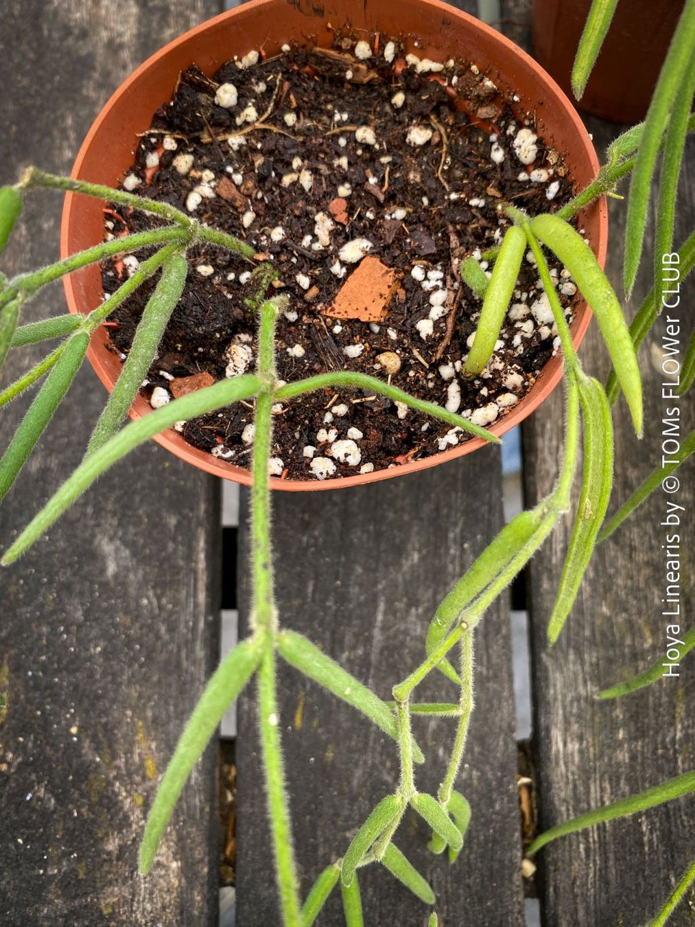 Piante & sementi: Hoya Linearis - leicht und sehr elegant – Nuovo e nell'imballaggio originale da Adliswil venduto da TAKEYOURPLANT 8