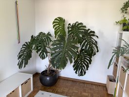 Monstera deliciosa auf Ast