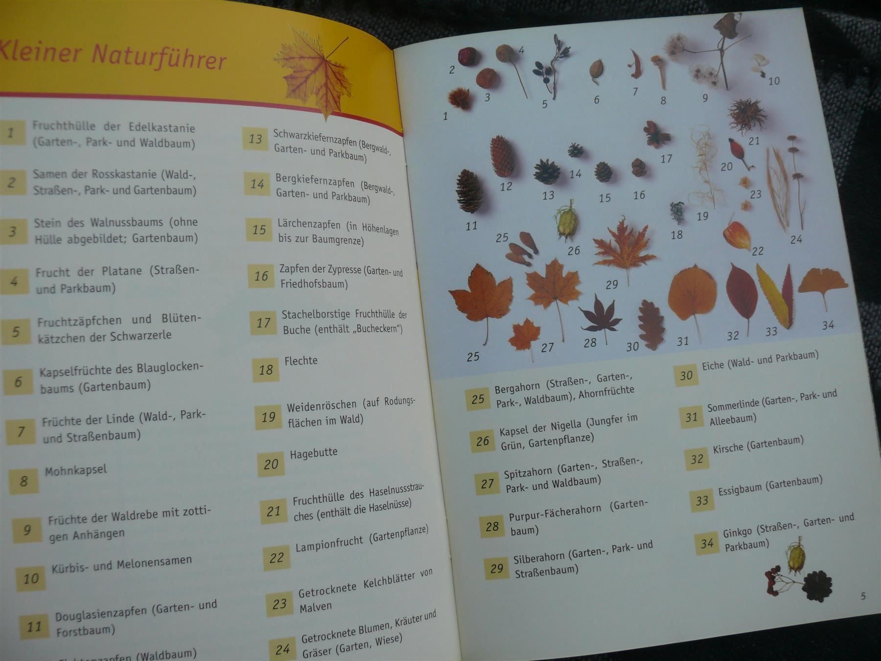 Bücher: * Bastelspaß im Herbst aus Tonkarton & Naturmaterial – Gebraucht aus Muttenz von Negnuja 2