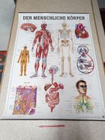Anatomische Lehrtafel Der menschliche Körper von Rüdiger