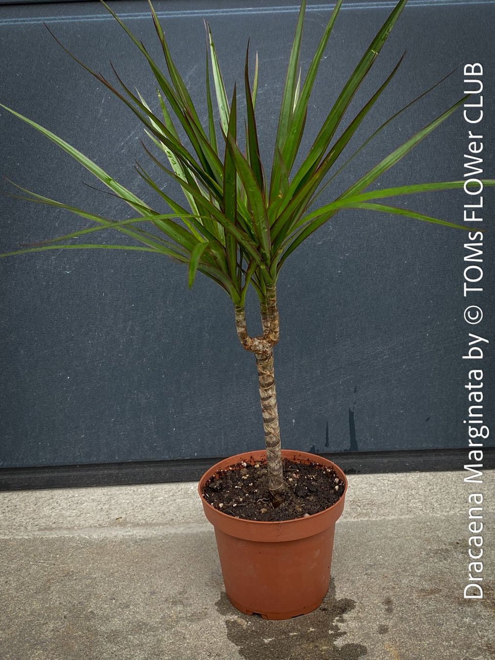 Piante & sementi: Dracaena Marginata - das elegante Drachenbaum - Bäumchen – Nuovo e nell'imballaggio originale da Adliswil venduto da astom369 2