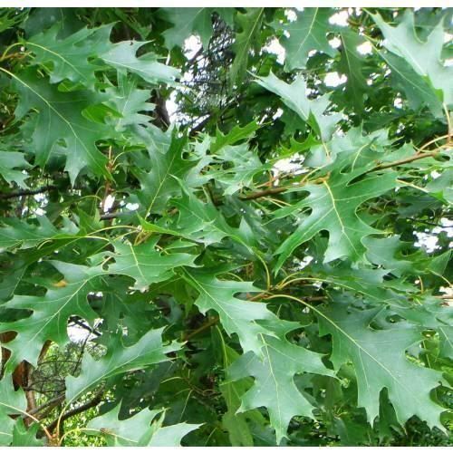 Piante & sementi: Chêne rouge  Quercus rubra  30cm – Nuovo (secondo la descrizione) da Bremblens venduto da FIBONACCI369 4