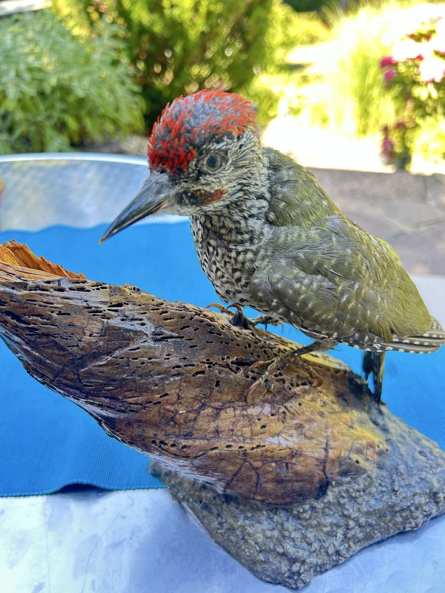 Il mondo degli animali: Grünspecht Präparat – Usato da Langnau am Albis venduto da Nechi 3