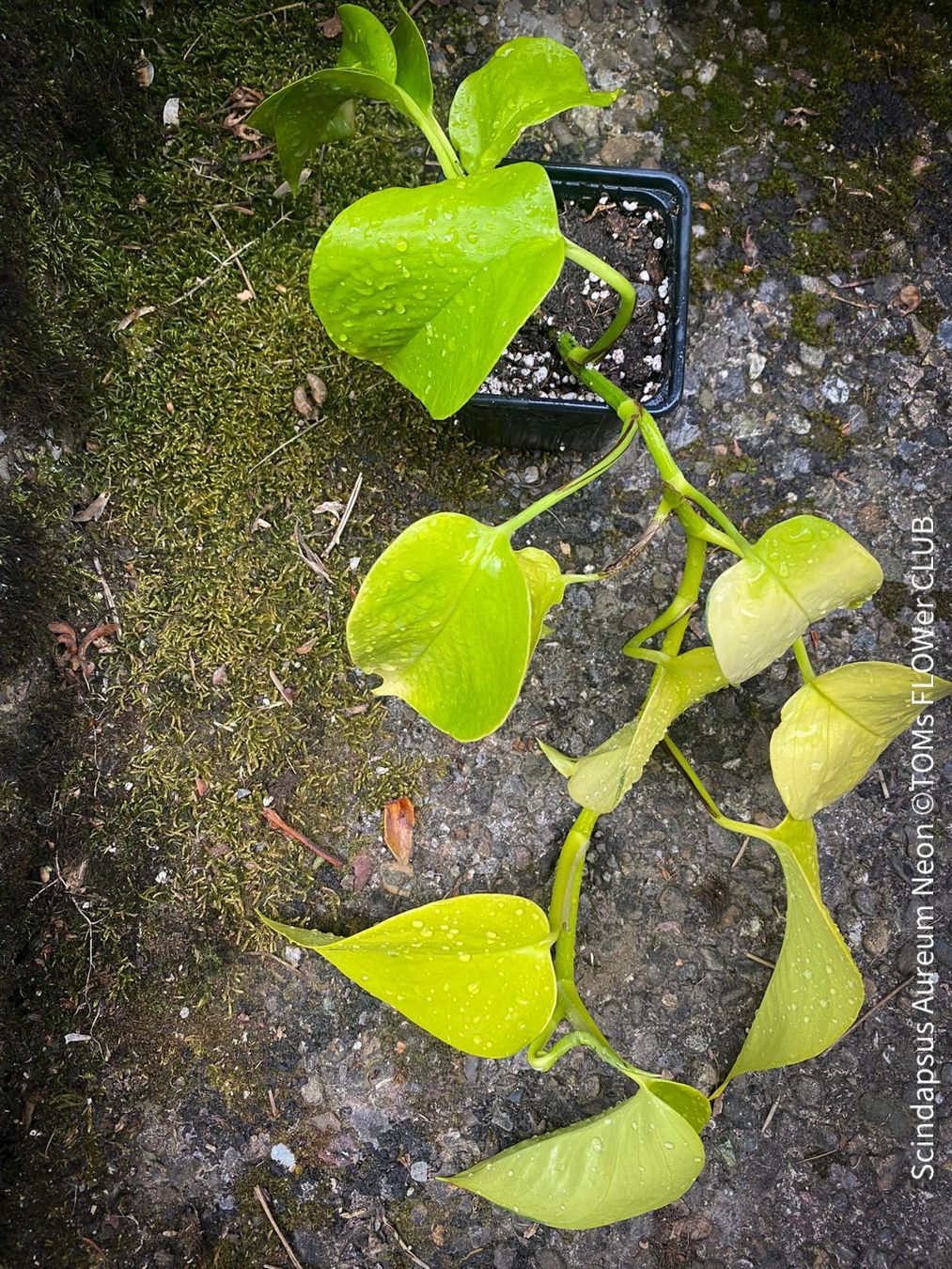 Piante & sementi: Scindapsus Aureum Neon - leuchtend gelb - stark & robust – Nuovo e nell'imballaggio originale da Adliswil venduto da astom369 5