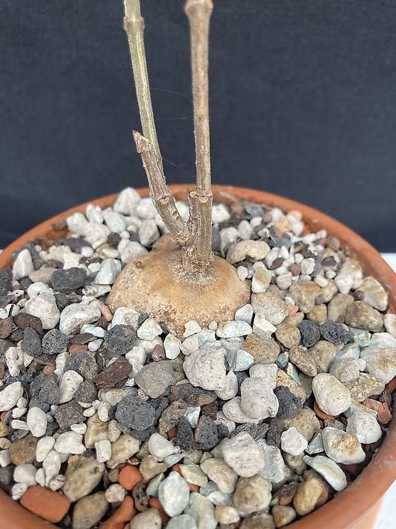 Piante & sementi: Caudex Baseonema gregorii – Usato da Liestal venduto da PrebenZwei 3