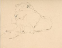 Rembrandt Bugatti Löwin liegend 14 x 18 cm Kohle / Papier