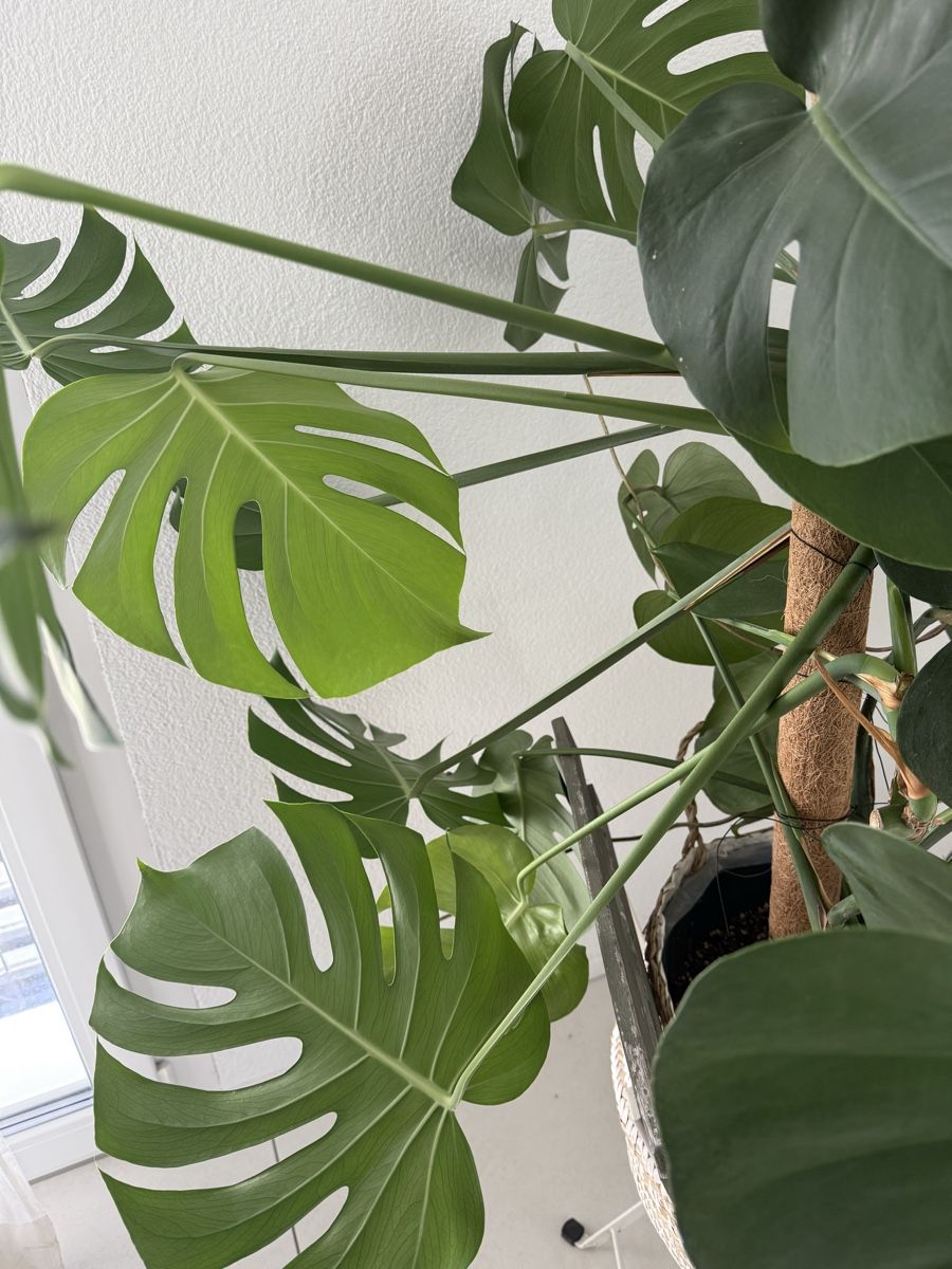 Plantes & graines: Grosse Monstera delicioso – D'occasion à Emmenbrücke par con_22xh 3