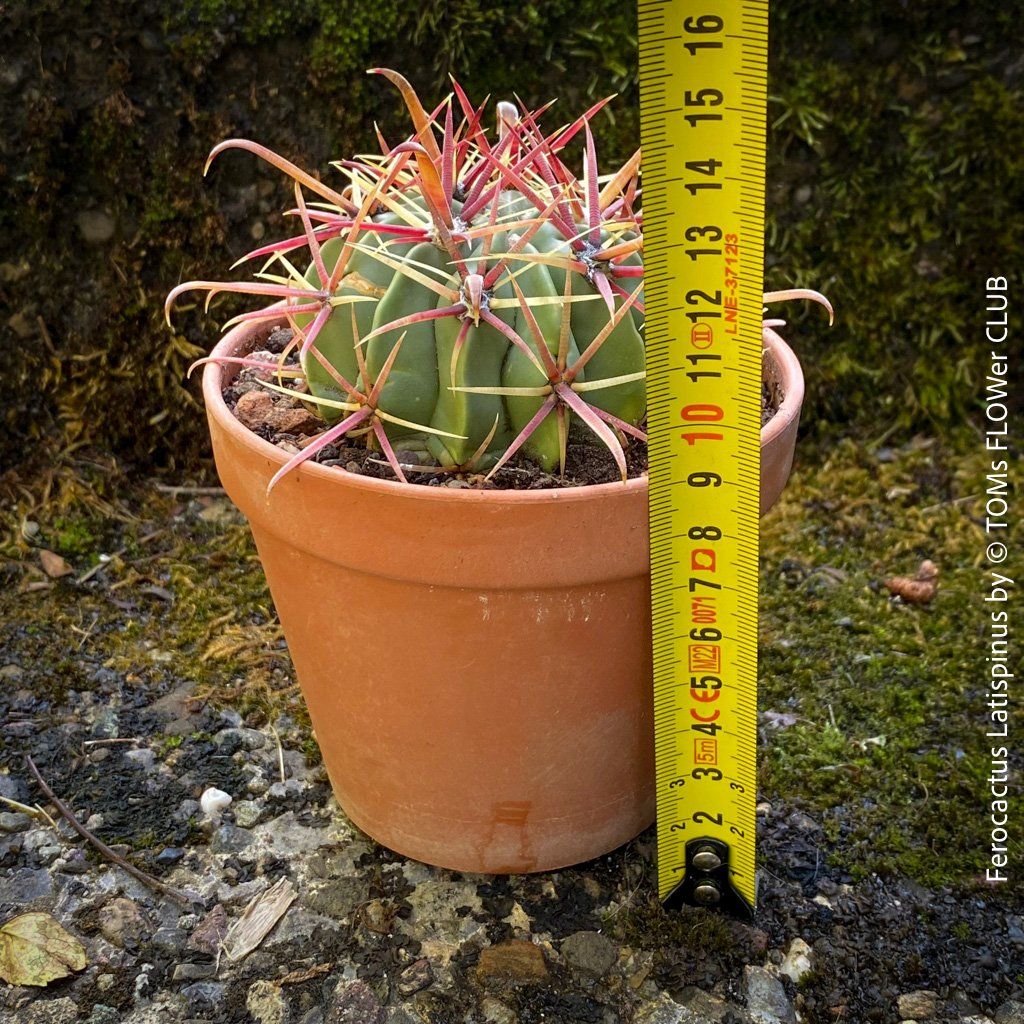 Pflanzen & Samen: Ferocactus Latispinus - Sonne liebender Kaktus – Neu und originalverpackt aus Adliswil von astom369 2