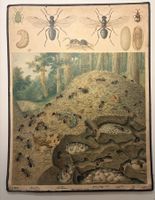 LEHRTAFEL, VINTAGE, AMEISEN, POSTER, MID CENTURY